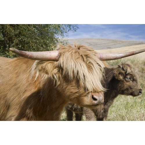 WA, Palouse Scottish highland cattle and calf